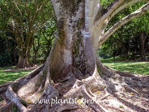 Buttress roots at the base of a Ficus glabtata tree.